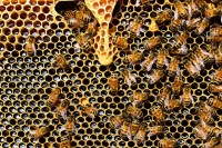 Bijen en honingraatcellen / Bron: PollyDot, Pixabay