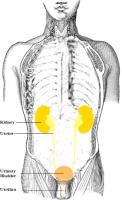 De nieren (Engels: "kidney") bevinden zich links en rechts van het lichaam. / Bron: Lennert B, Wikimedia Commons (CC BY-2.5)